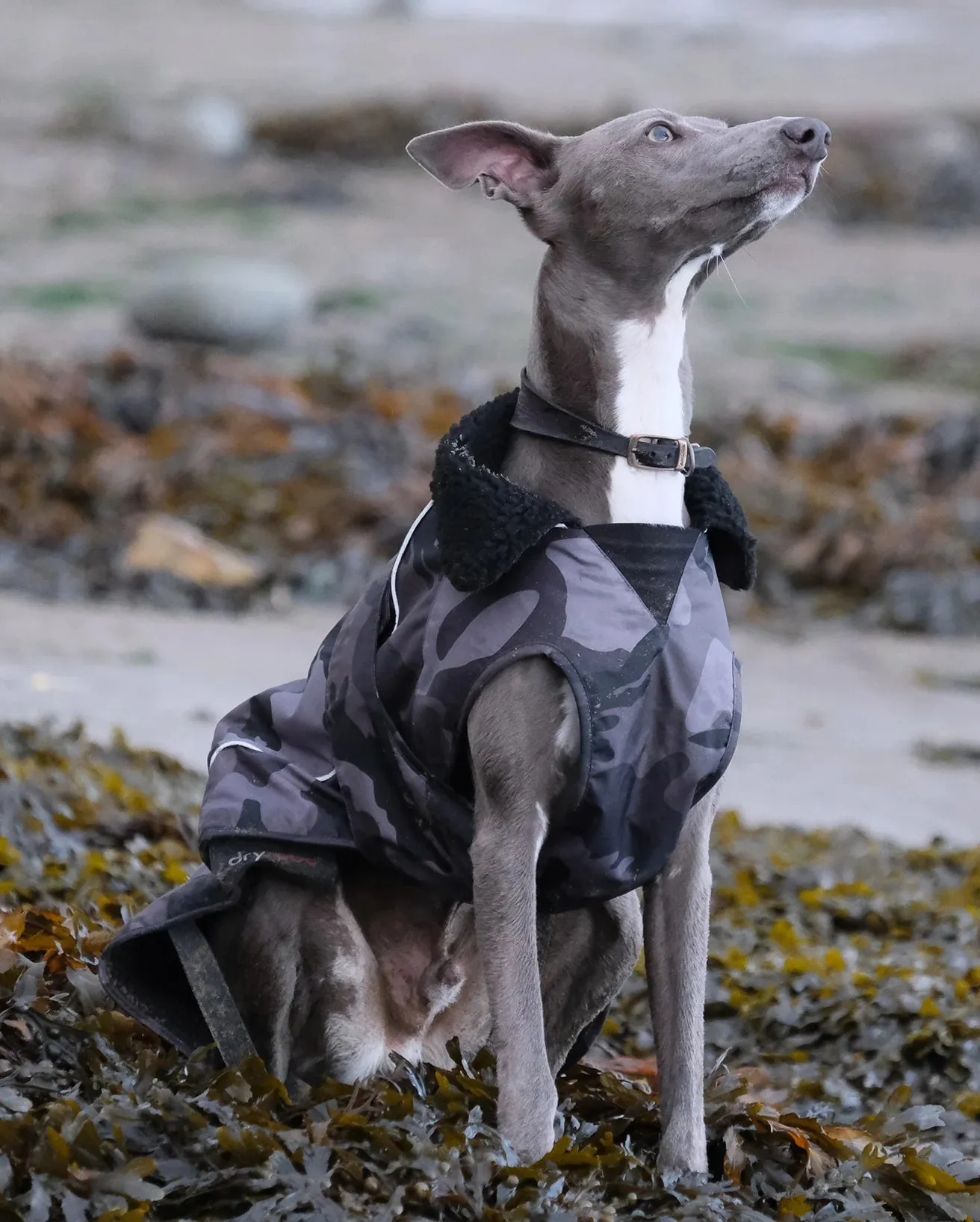Extra Small Dryrobe Dog (2022) in Camo & Grey